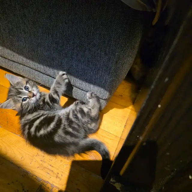 Adorables chatons mâles prêts pour une famille aimante ❤️ - Photo 8