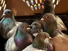 PIGEONS HOMING ROCK DOVES 8 Pack