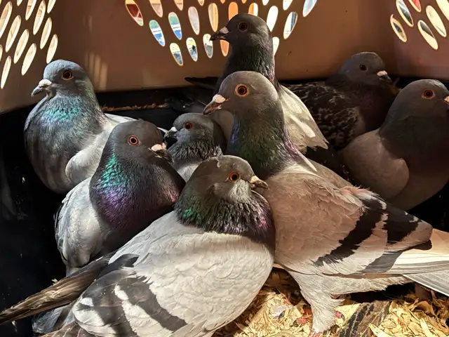 PIGEONS HOMING ROCK DOVES 8 Pack - Photo 2