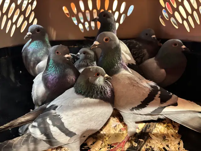 PIGEONS HOMING ROCK DOVES 8 Pack - Photo 3