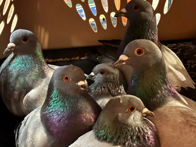 PIGEONS HOMING ROCK DOVES 8 Pack - Photo 4