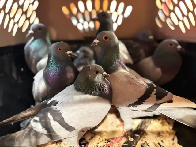 PIGEONS HOMING ROCK DOVES 8 Pack - Photo 5