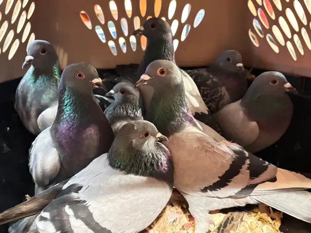 PIGEONS HOMING ROCK DOVES 8 Pack - Photo 6