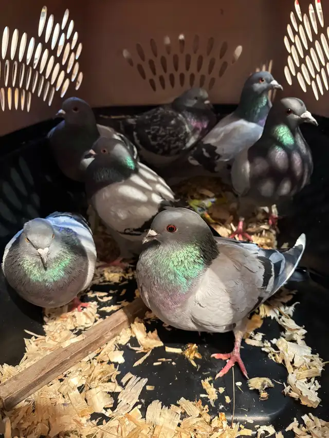 PIGEONS HOMING ROCK DOVES 8 Pack - Photo 7