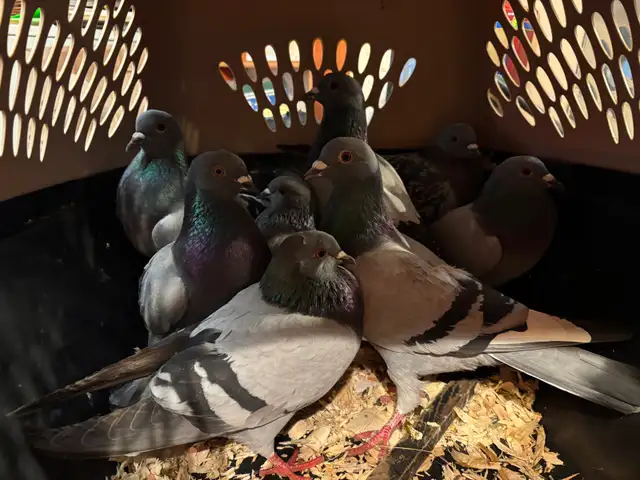 PIGEONS HOMING ROCK DOVES 8 Pack - Photo 8