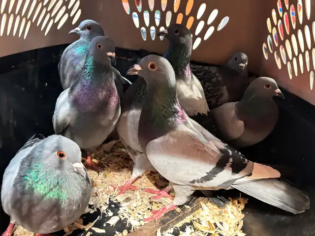 PIGEONS HOMING ROCK DOVES 8 Pack - Photo 9