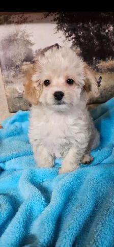 Maltipoo Puppies - Photo 2