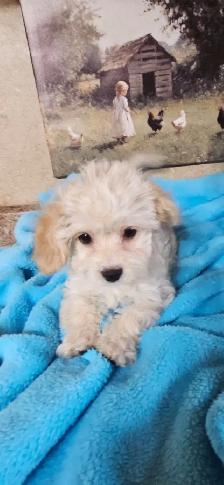 Maltipoo Puppies - Photo 3