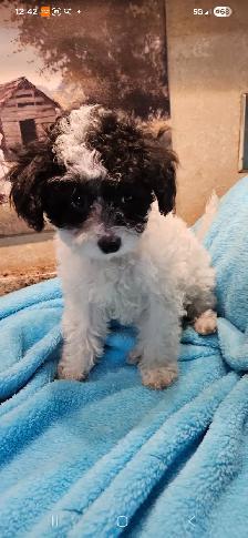 Maltipoo Puppies - Photo 4