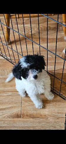 Maltipoo Puppies - Photo 5