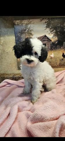 Maltipoo Puppies - Photo 6