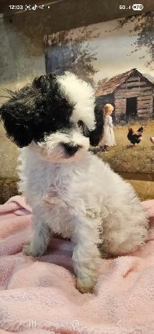 Maltipoo Puppies - Photo 7