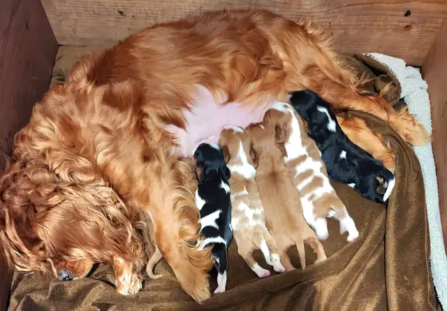 Chiots cavalier king charles