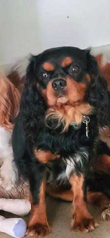 Chiots cavalier king charles - Photo 2