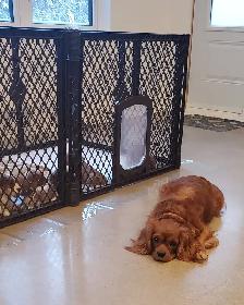 Chiots cavalier king charles - Photo 3