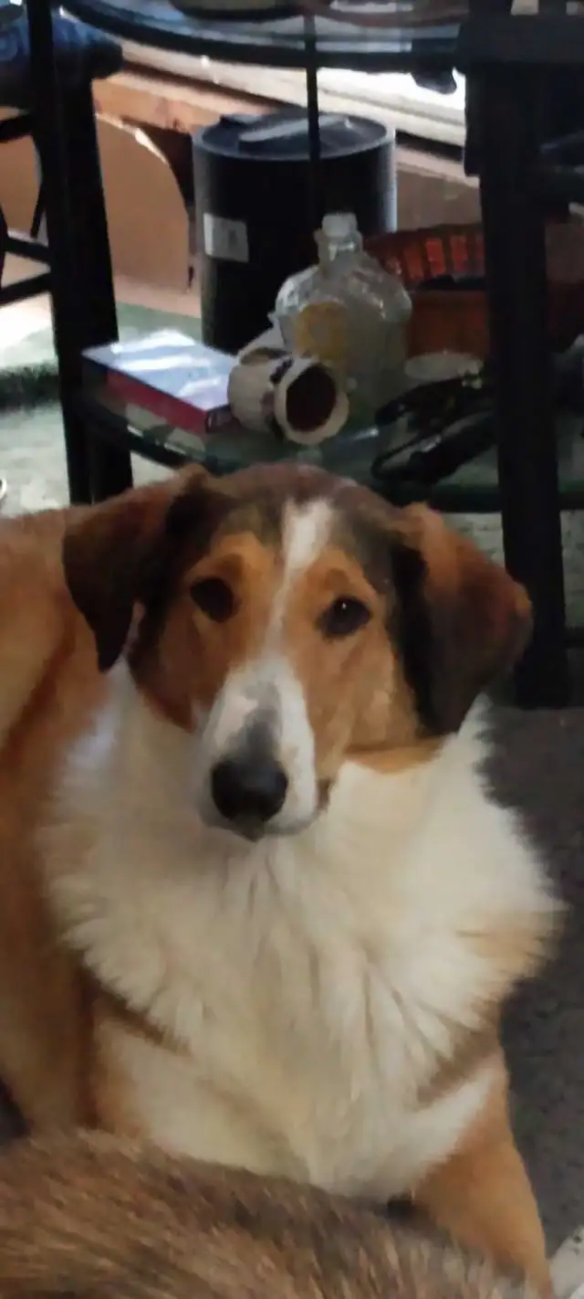 smooth coated scotch Collie