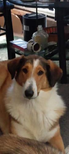 smooth coated scotch Collie