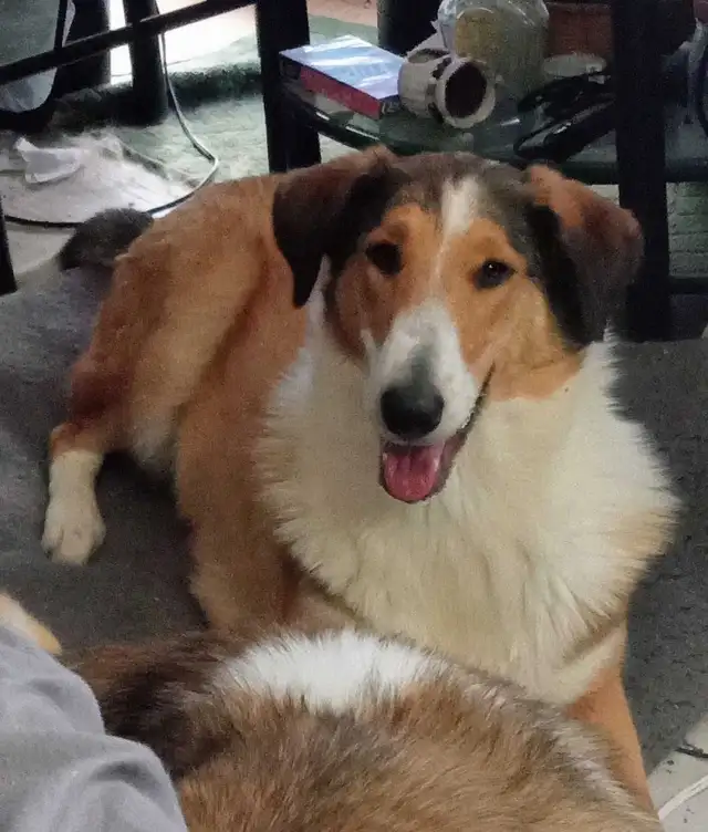 smooth coated scotch Collie - Photo 2