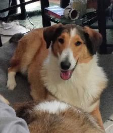 smooth coated scotch Collie - Photo 2