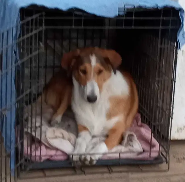 smooth coated scotch Collie - Photo 3