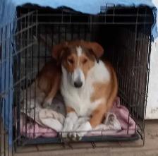 smooth coated scotch Collie - Photo 3