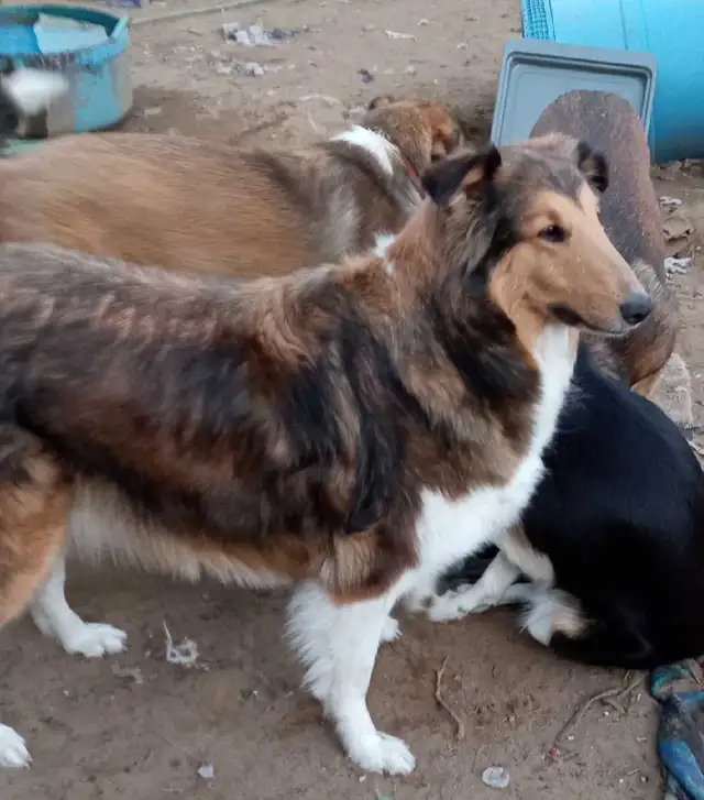 smooth coated scotch Collie - Photo 4