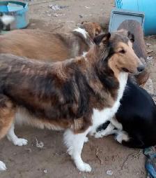 smooth coated scotch Collie - Photo 4