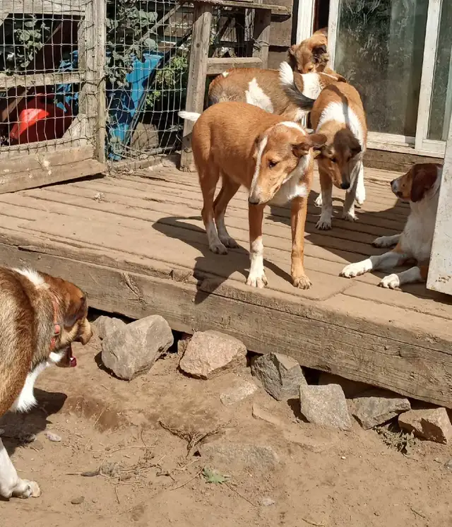 smooth coated scotch Collie - Photo 5