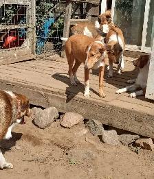 smooth coated scotch Collie - Photo 5