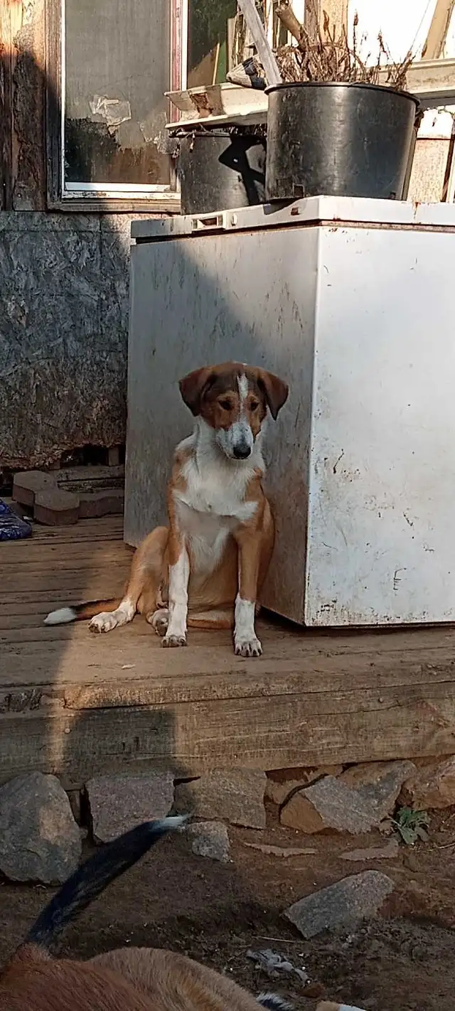 smooth coated scotch Collie - Photo 6