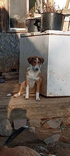 smooth coated scotch Collie - Photo 6