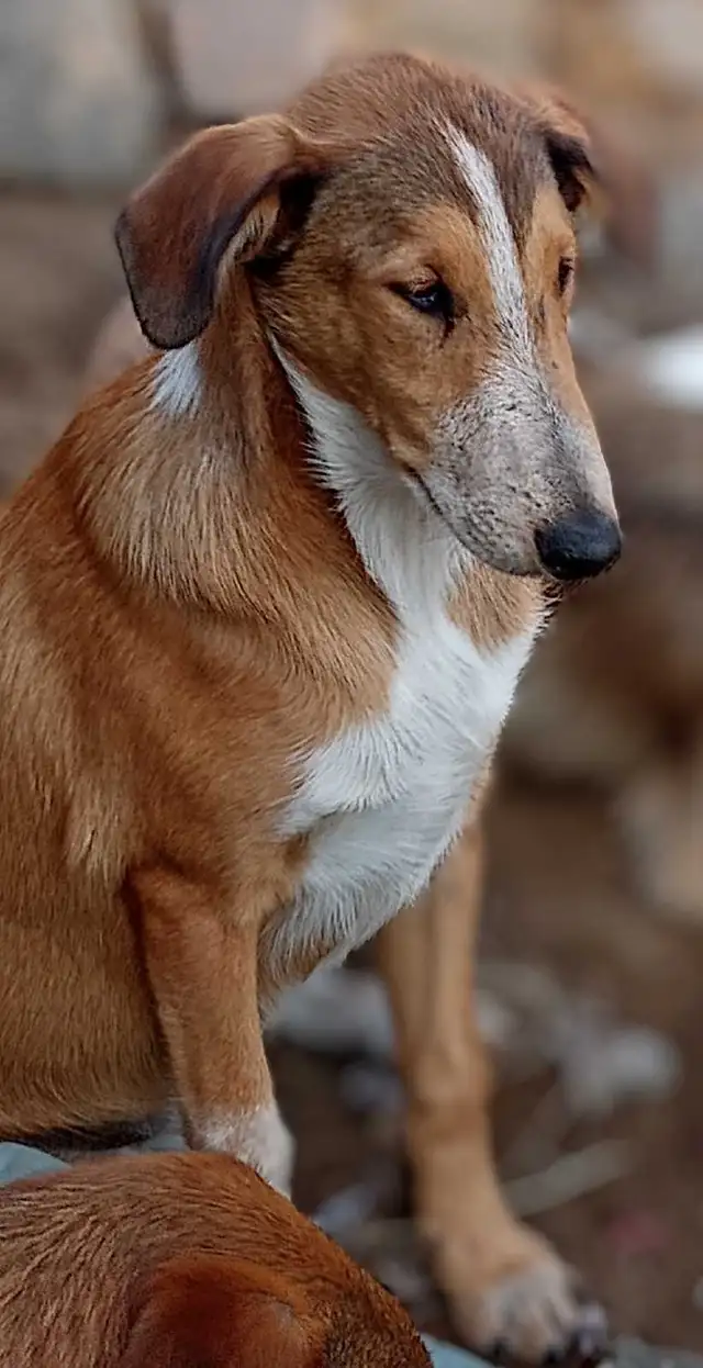 smooth coated scotch Collie - Photo 7