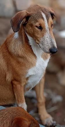 smooth coated scotch Collie - Photo 7