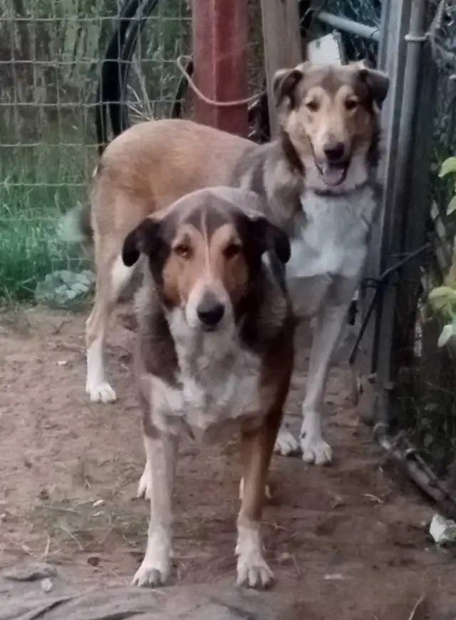 smooth coated scotch Collie - Photo 8