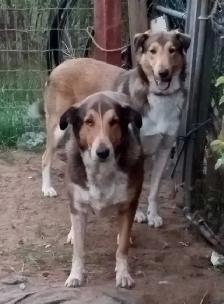 smooth coated scotch Collie - Photo 8
