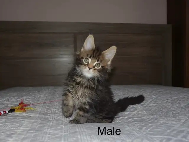 Beautiful purebred Maine Coon kittens