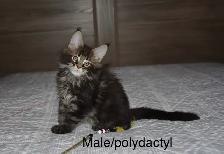 Beautiful purebred Maine Coon kittens - Photo 5