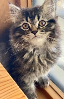 Pet Boarding/ Cat/ Kitten Sitter