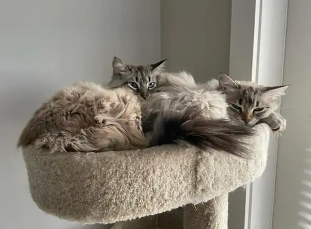 Pet Boarding/ Cat/ Kitten Sitter - Photo 9