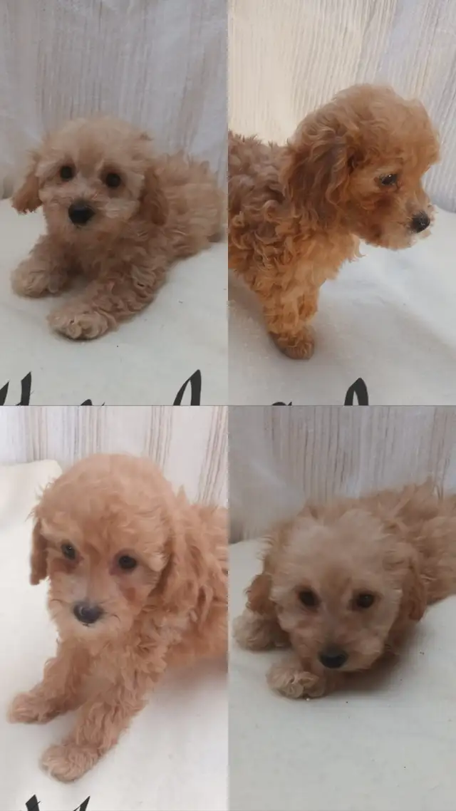 ❤️Toy Poodles❤️ - Ready for forever homes