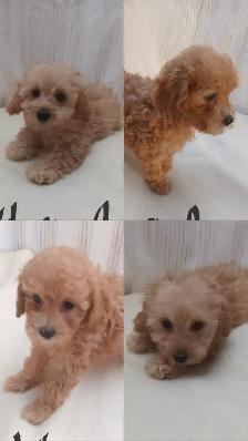 ❤️Toy Poodles❤️ - Ready for forever homes