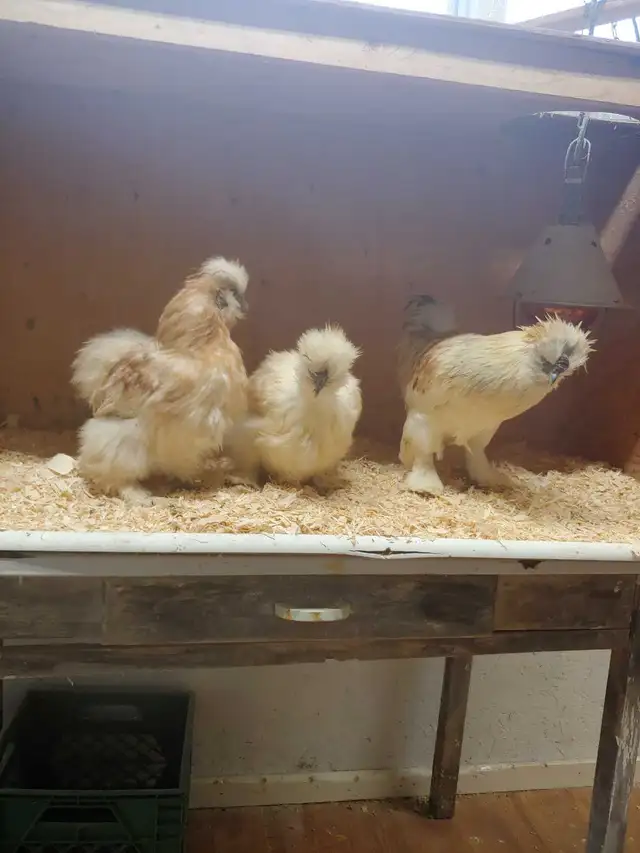 Trio de poules soyeuses