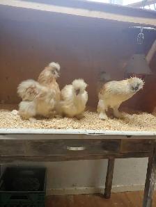 Trio de poules soyeuses