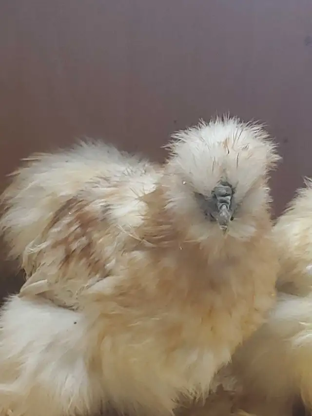 Trio de poules soyeuses - Photo 2