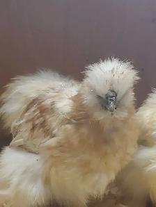 Trio de poules soyeuses - Photo 2