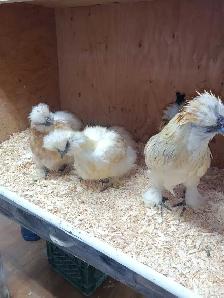 Trio de poules soyeuses - Photo 3