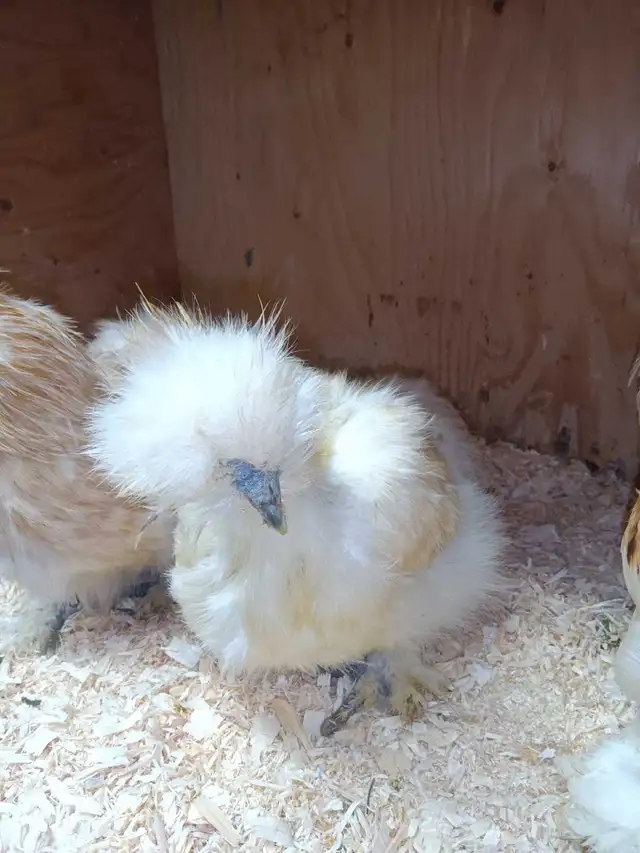 Trio de poules soyeuses - Photo 4