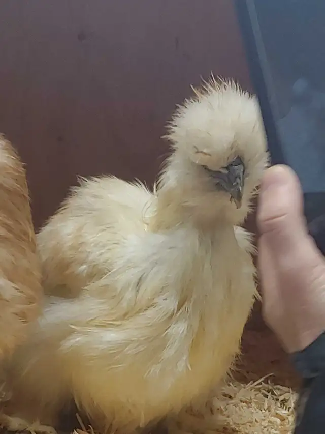 Trio de poules soyeuses - Photo 5