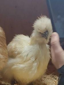 Trio de poules soyeuses - Photo 5