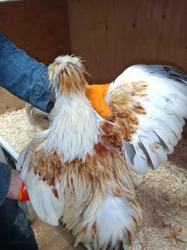 Trio de poules soyeuses - Photo 6